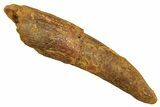 Fossil Pterosaur (Siroccopteryx) Tooth - Morocco #297980-1